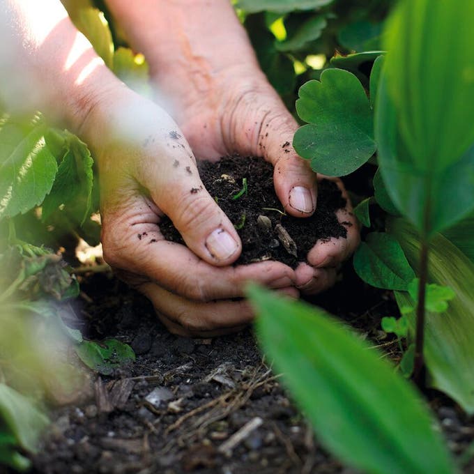 formas de reproducción de las plantas