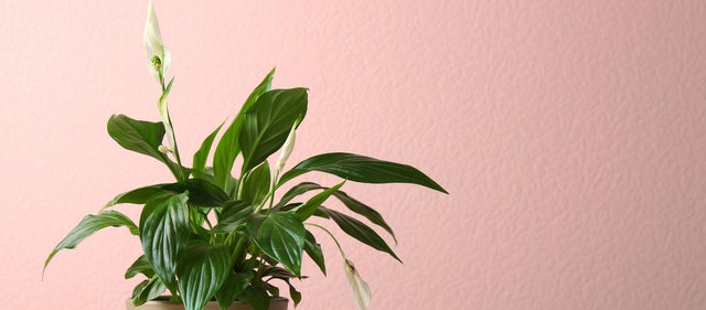 Cómo conservar flores cortadas por más tiempo