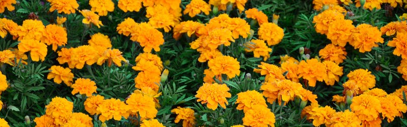 Plantas antimosquitos