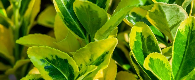 Plantas que no pueden faltar este otoño en tu casa
