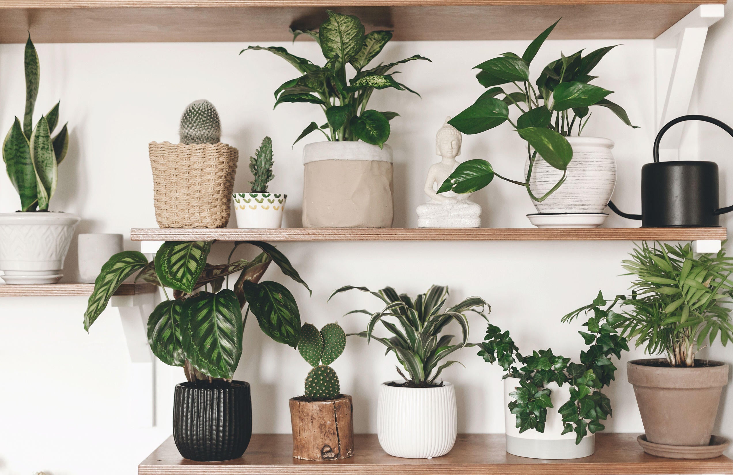 Plantas purificadoras de aire para conseguir un hogar ms sano | Leroy  Merlin