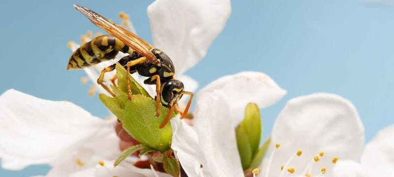 Polinizan, limpian el entorno y protegen a otros insectos: el