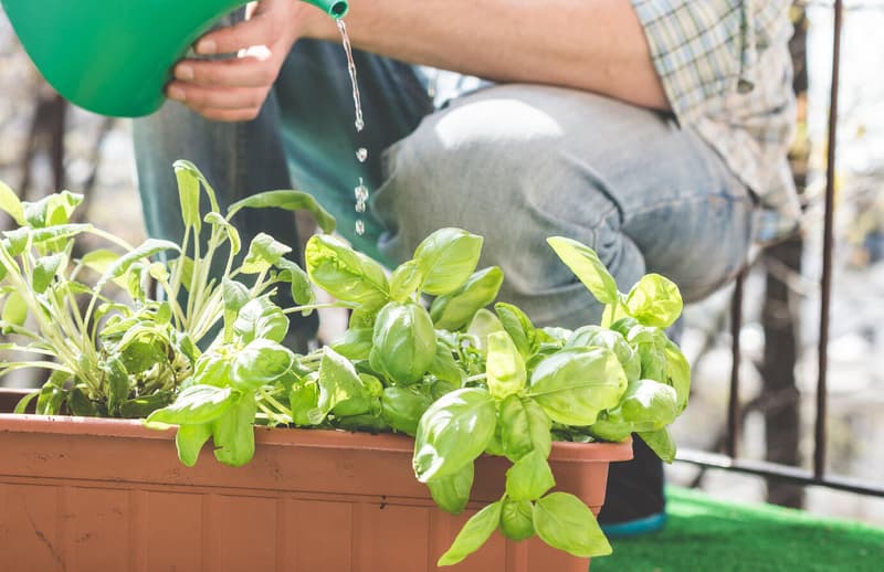 albahaca