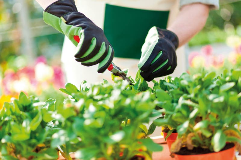 11 Herramientas de jardinería esenciales para principiantes