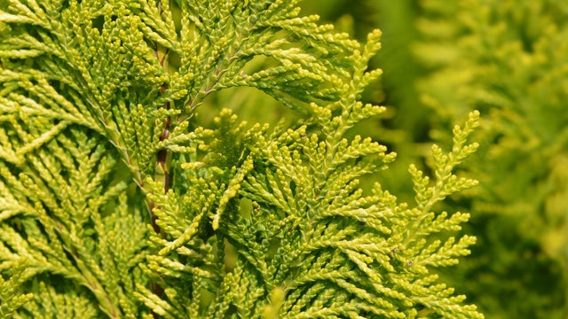 Plantas que no pueden faltar este otoño en tu casa