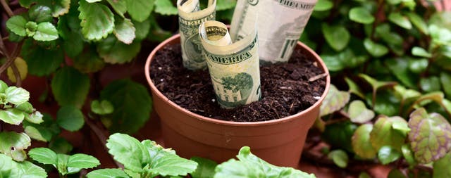 Cuidados de la planta del dinero