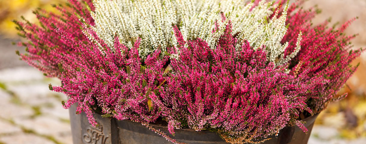 Seis flores que te puedes comer (y plantar en tu terraza)