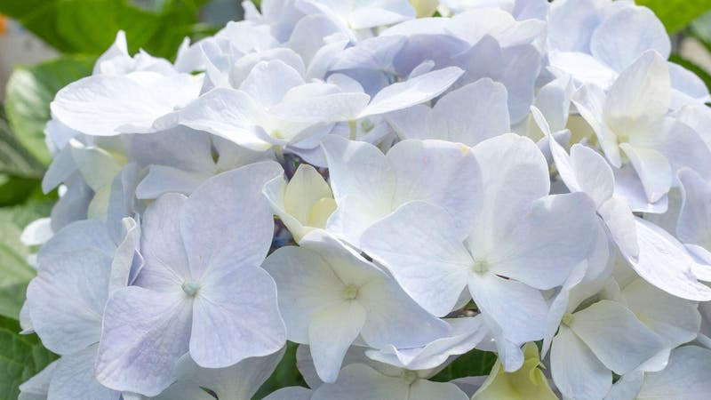 Todo sobre las hortensias blancas | Leroy Merlin