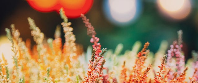 Plantas que no pueden faltar este otoño en tu casa