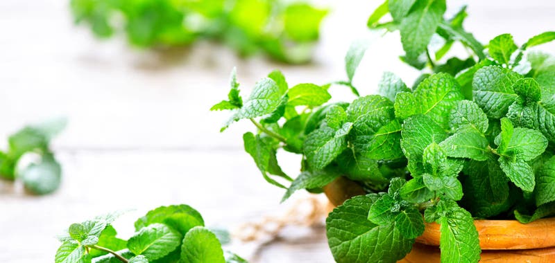 Plantas antimosquitos