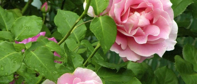 Inspírate para crear tu jardín de rosas | Leroy Merlin