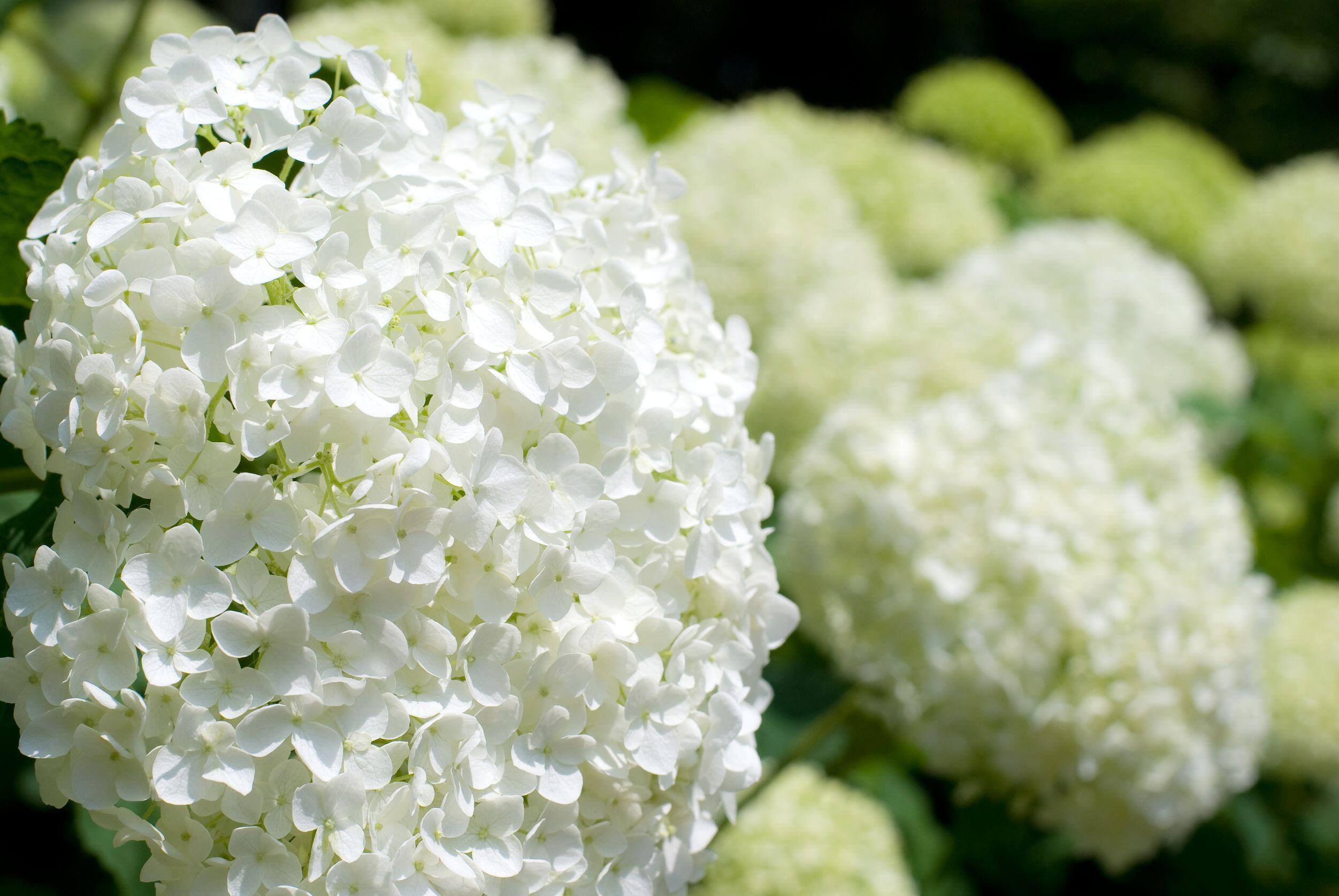 Todo sobre las hortensias blancas | Leroy Merlin