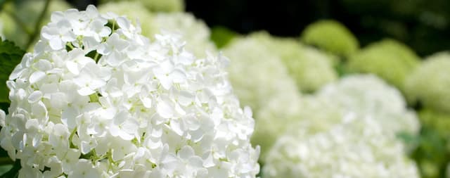 Hortensias blancas