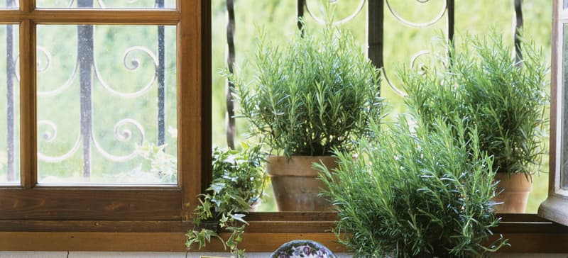 Plantas antimosquitos