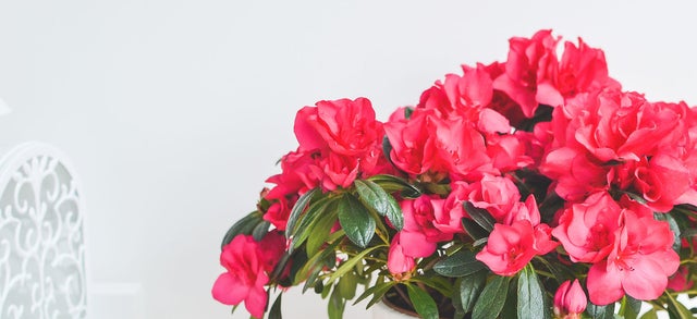 Plantas que no pueden faltar este otoño en tu casa