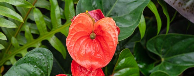 Anthurium: sus cuidados y mantenimiento | Leroy Merlin