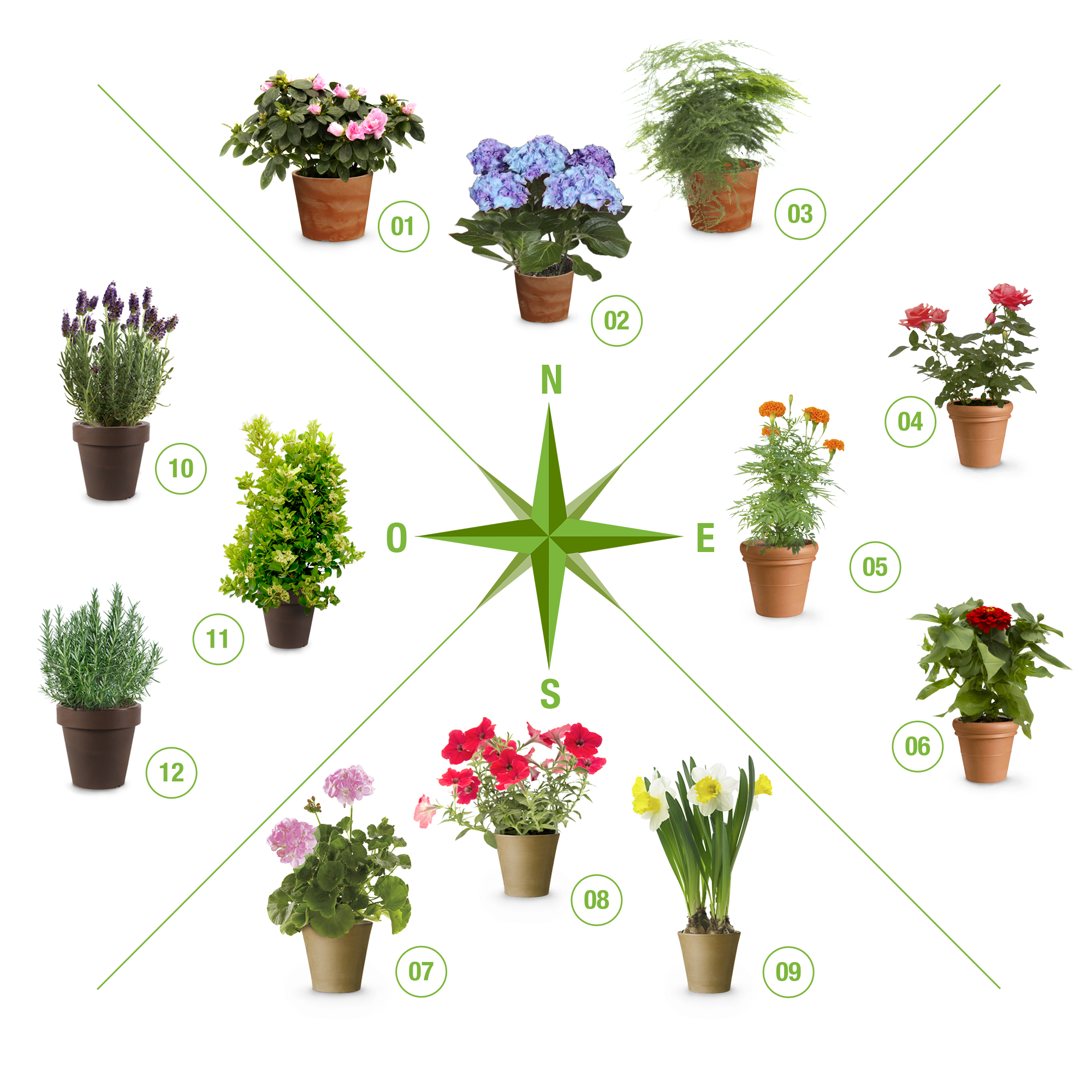 Siete plantas que resisten todo el año en tu terraza