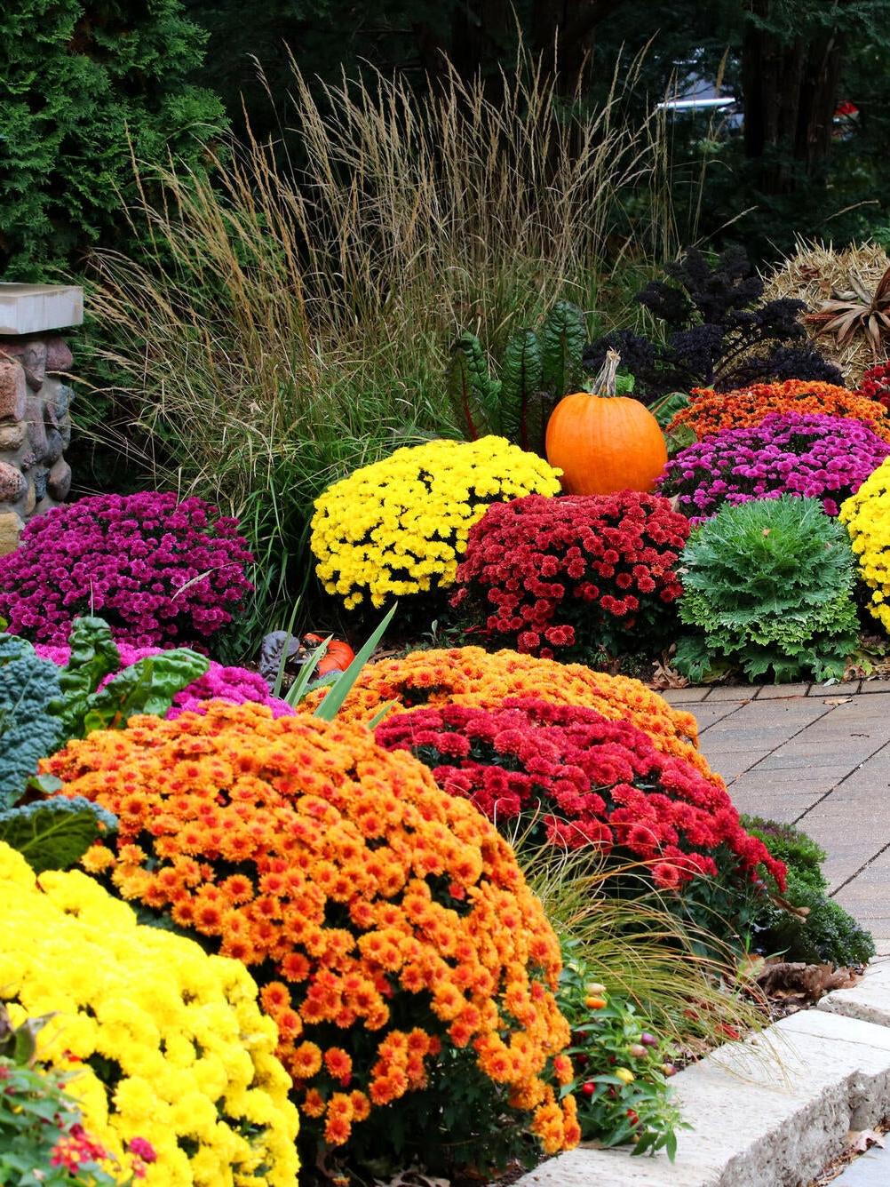 10 PLANTAS ORNAMENTALES ideales para el otoño