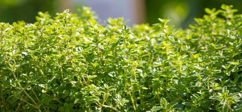 Plantas antimosquitos
