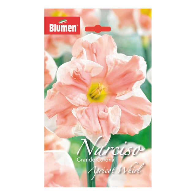 Bulbo fiore BLUMEN Narciso salmone confezione da 4
