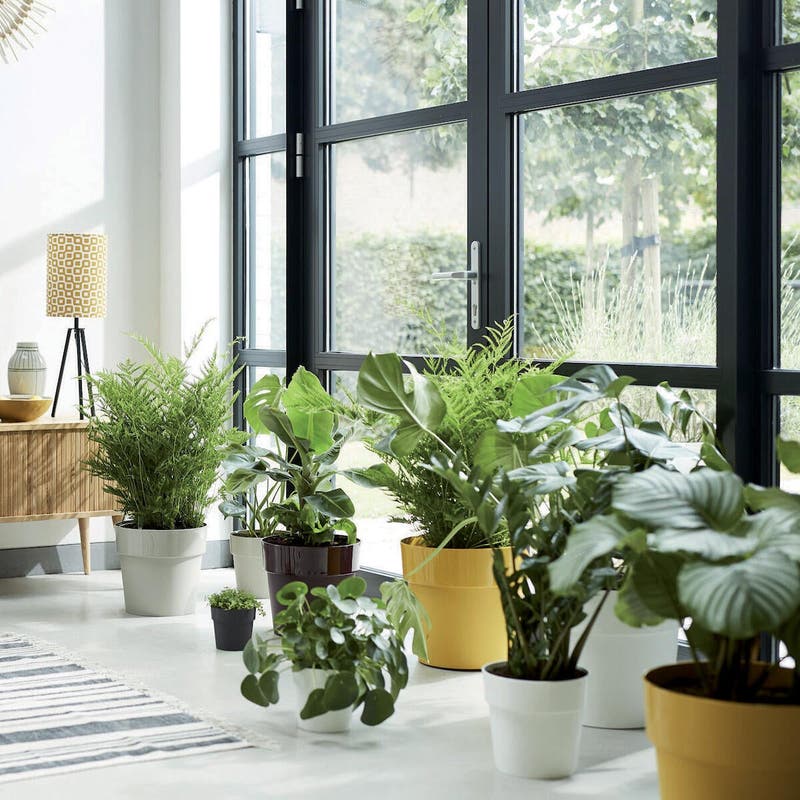 Guida base per coltivare le piante da appartamento - IKEA Svizzera