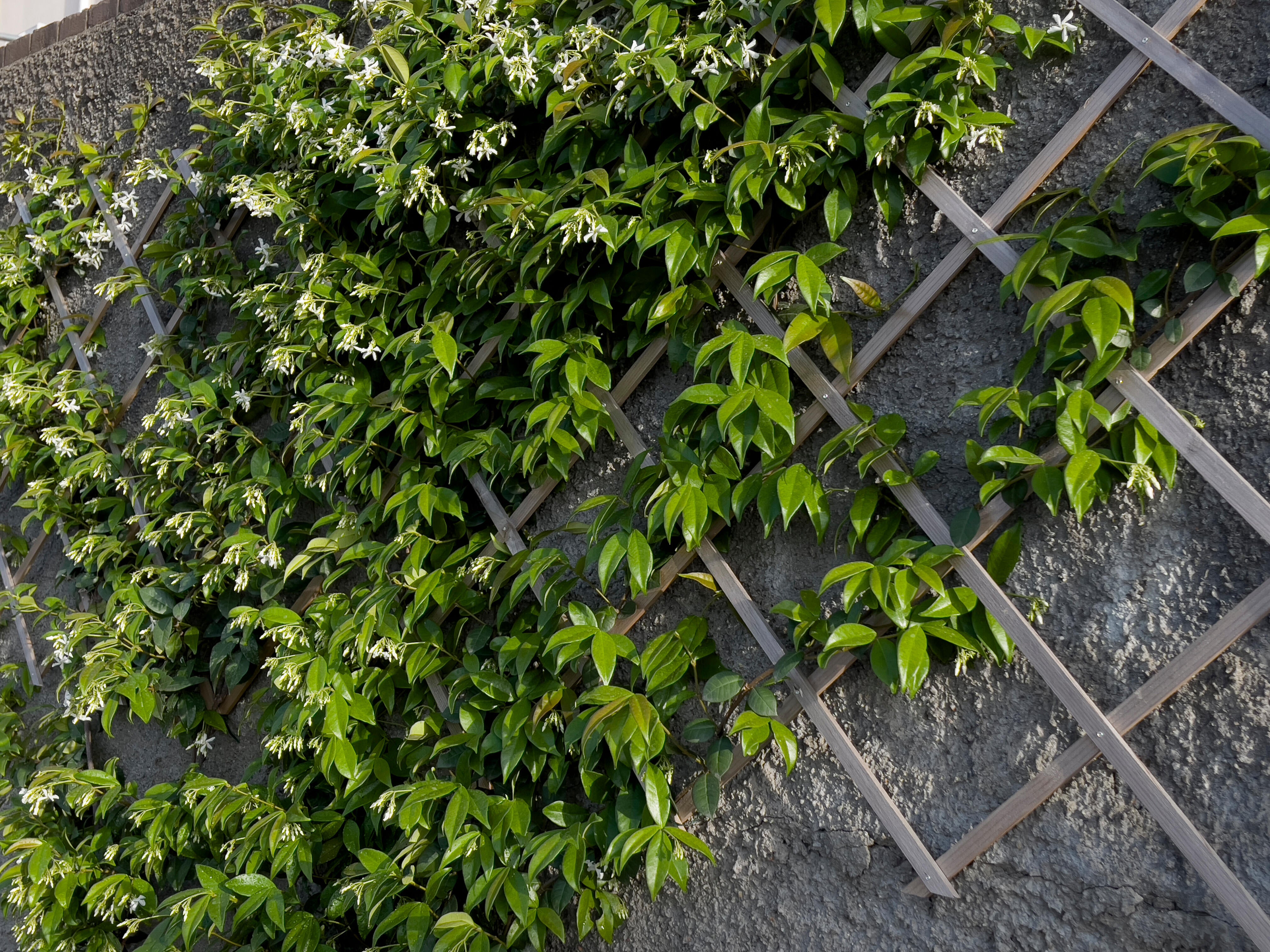 Traliccio estensibile 4F GROUP marrone chiaro L 90 x H 180 cm, Sp 7 mm - 2