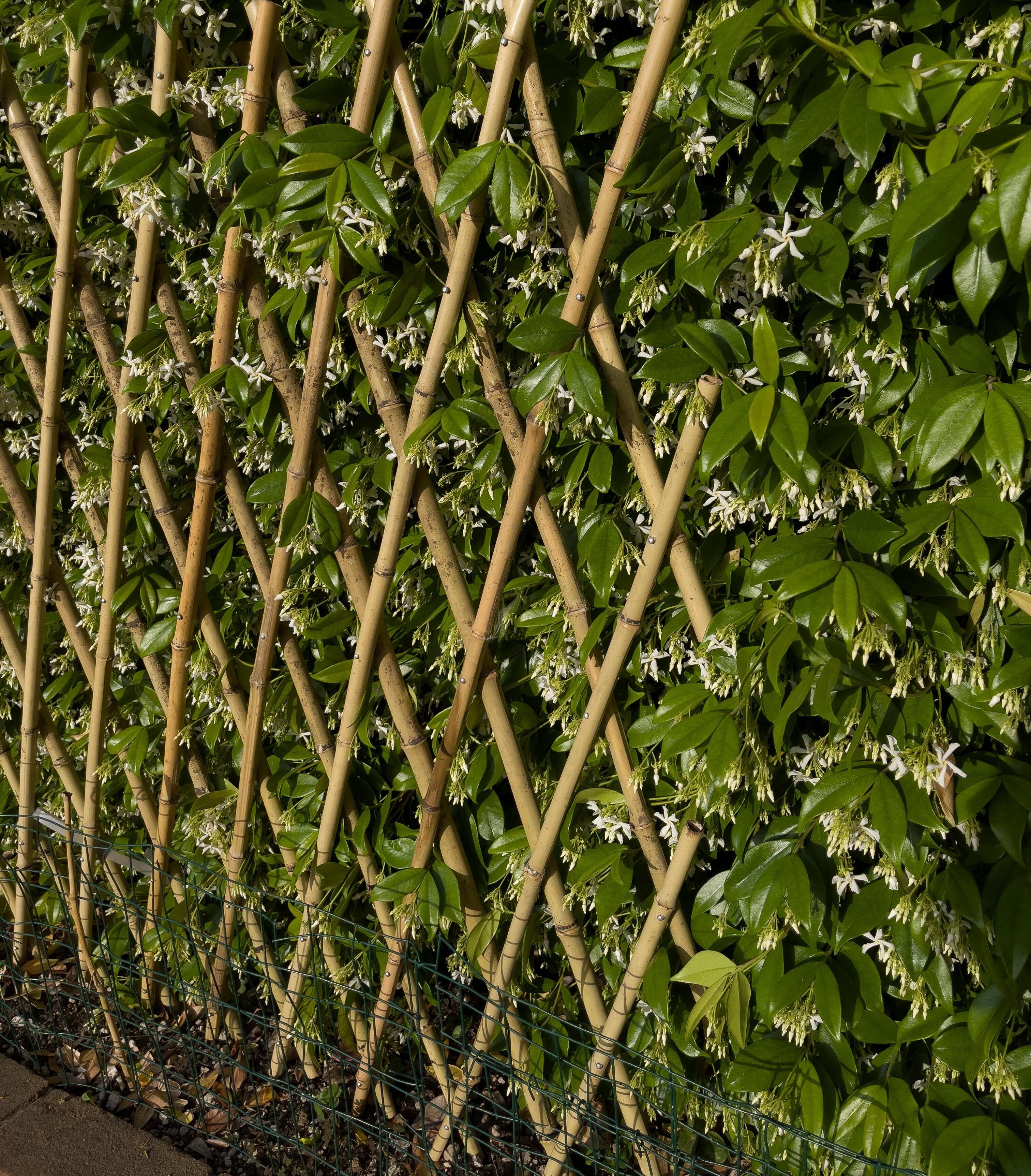 Traliccio estensibile 4F GROUP in bambù naturale L 90 x H 240 cm, Sp 12 mm - 2