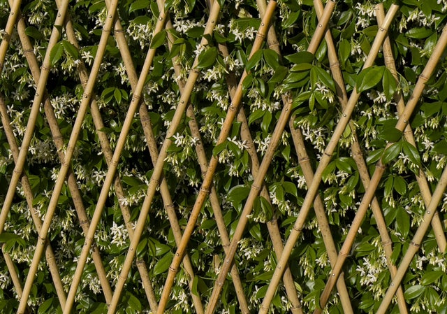 Traliccio estensibile 4F GROUP in bambù naturale L 90 x H 180 cm, Sp 12 mm