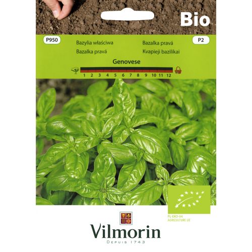 Bazylia właściwa Bio Genovese nasiona ekologiczne Vilmorin