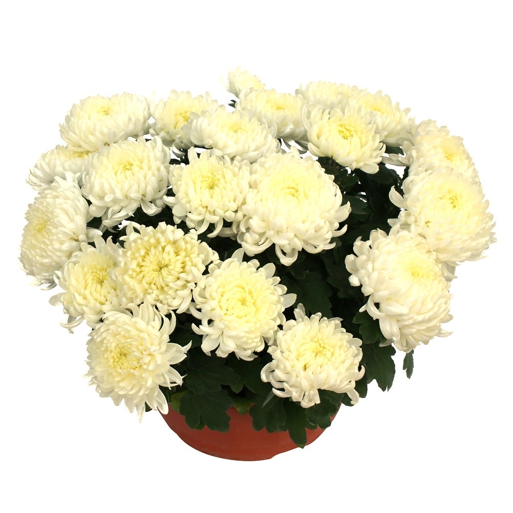 Chryzantema trzykolorowa mix 25-35 cm misa - 4