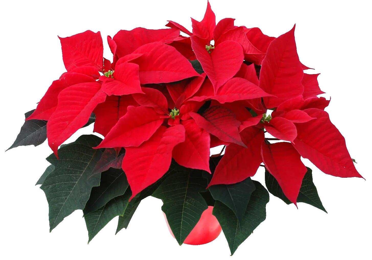 Poinsecja czerwona 40 cm gwiazda betlejemska 4-6 pędów - 16