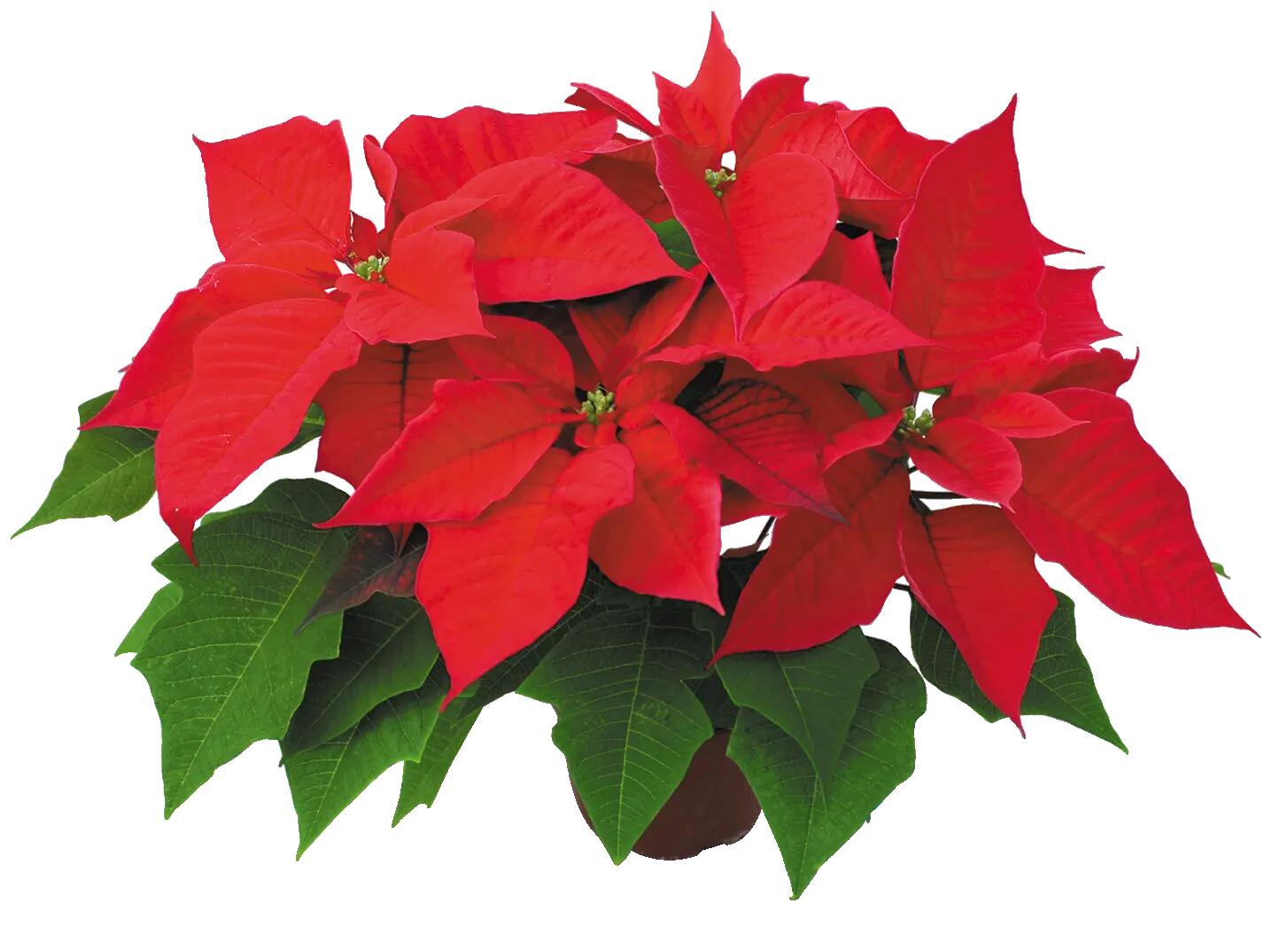 Poinsecja czerwona 40 cm gwiazda betlejemska 4-6 pędów - 11