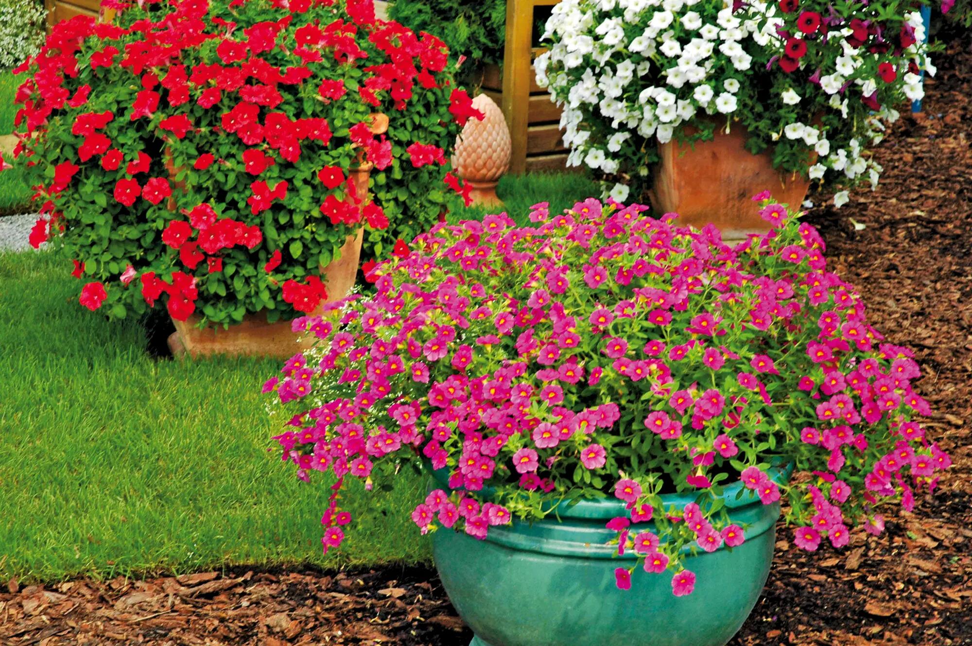 Calibrachoa Superbells mix 15 - 30 cm - 7