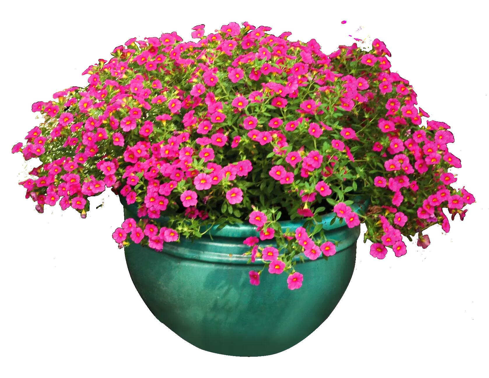 Calibrachoa Superbells mix 15 - 30 cm - 8