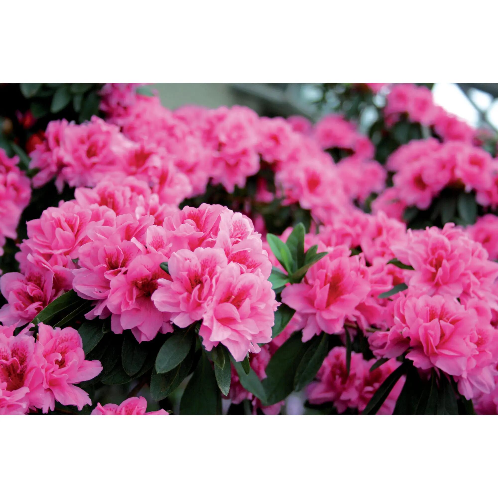 Azalia wielkokwiatowa mix 35-40 cm - 5