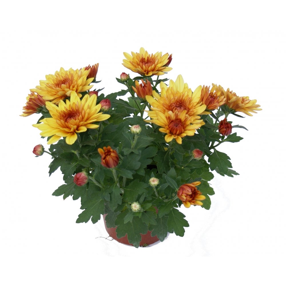 Chryzantema średniokwiatowa Time mix 25-30 cm - 6