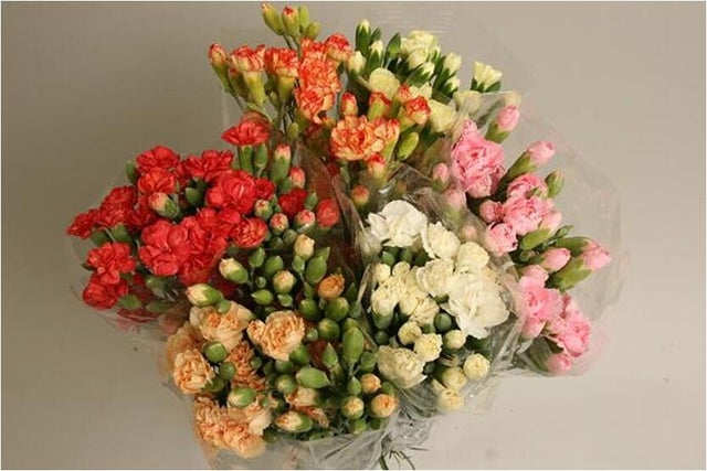 Cięte kwiaty 7 szt. Goździk mix 50 cm