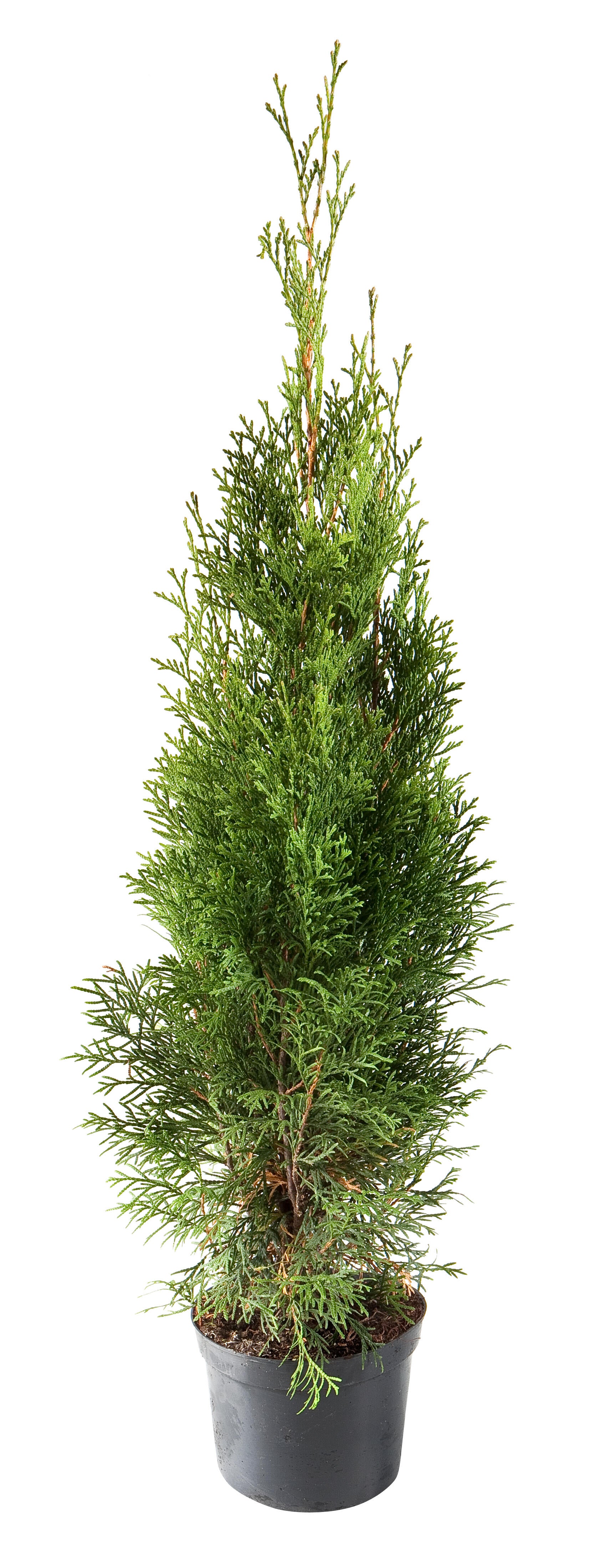 Żywotnik zachodni Smaragd 50 cm