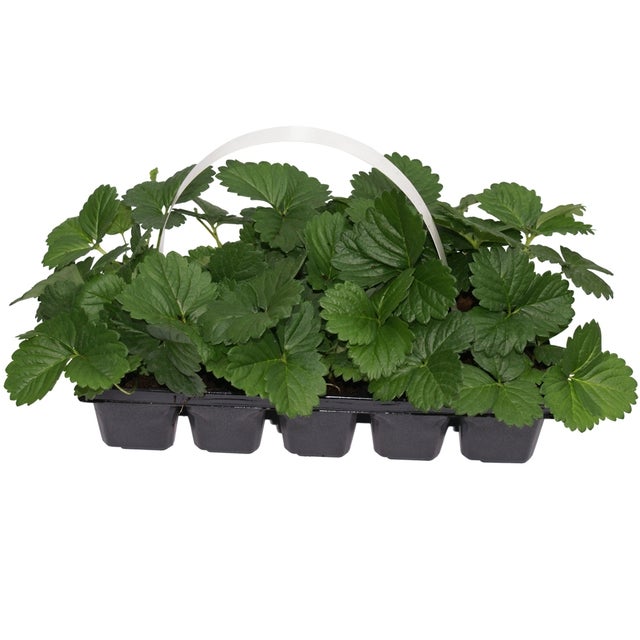 Truskawka Elsanta 15-20 cm