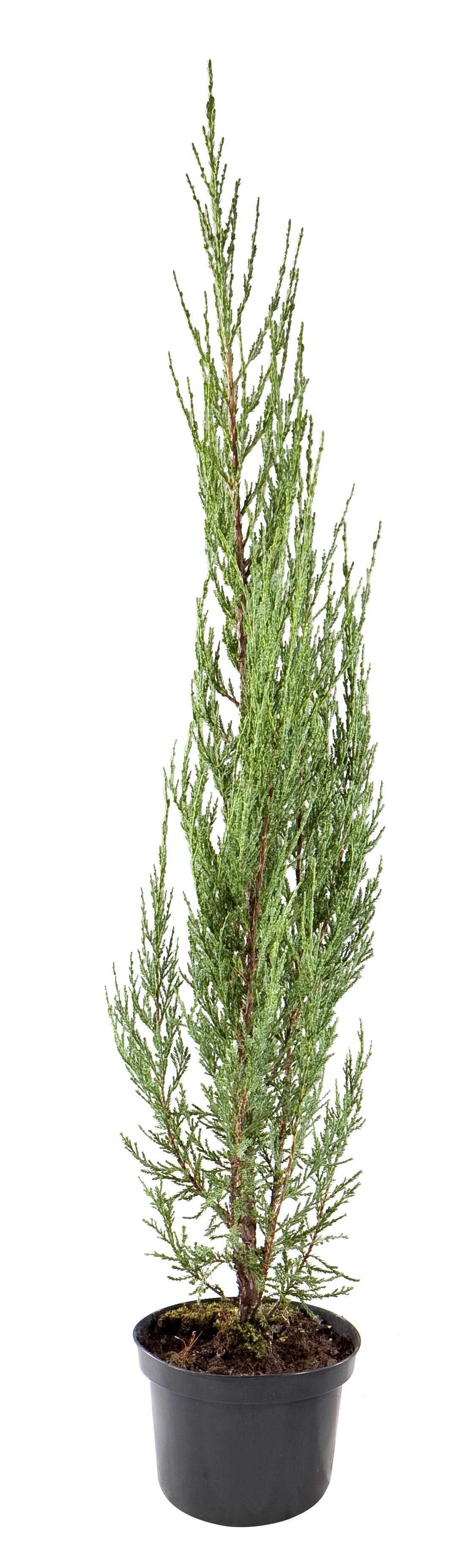 Jałowiec skalny Blue Arrow 80-100 cm
