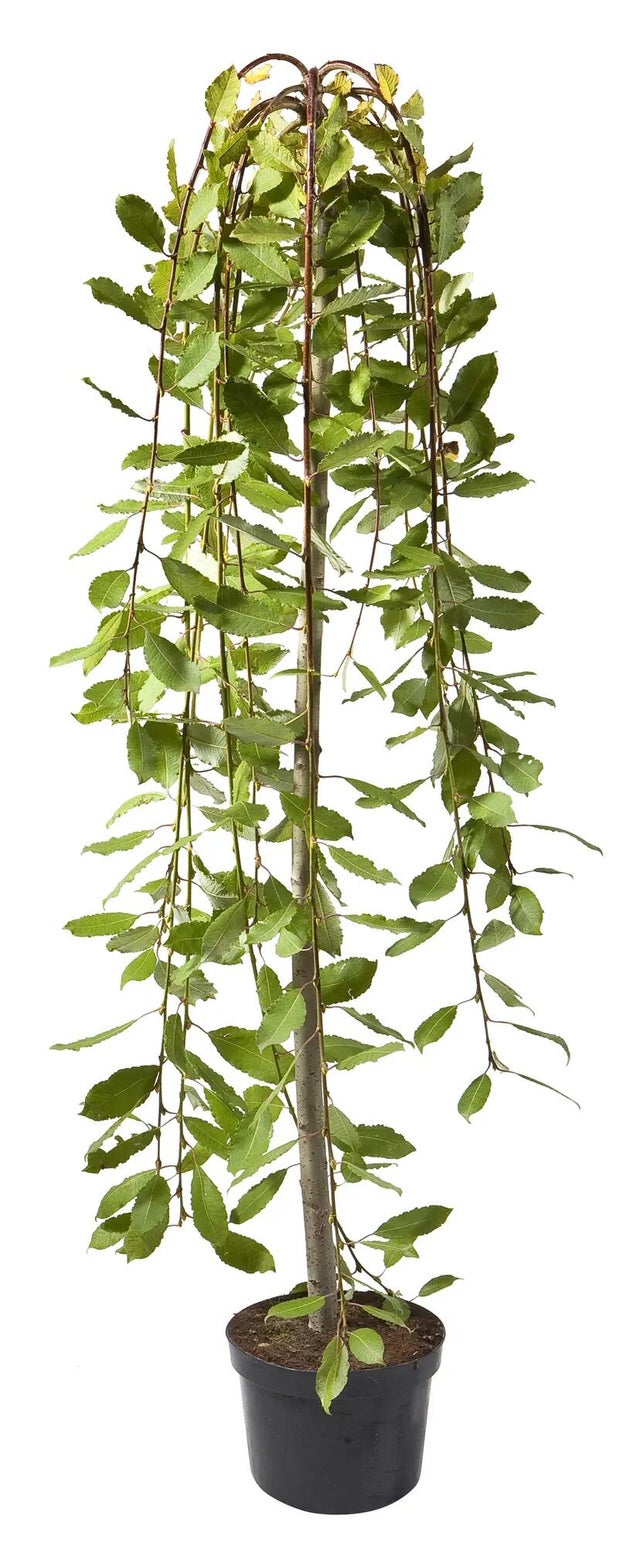 Wierzba Iwa 120 cm