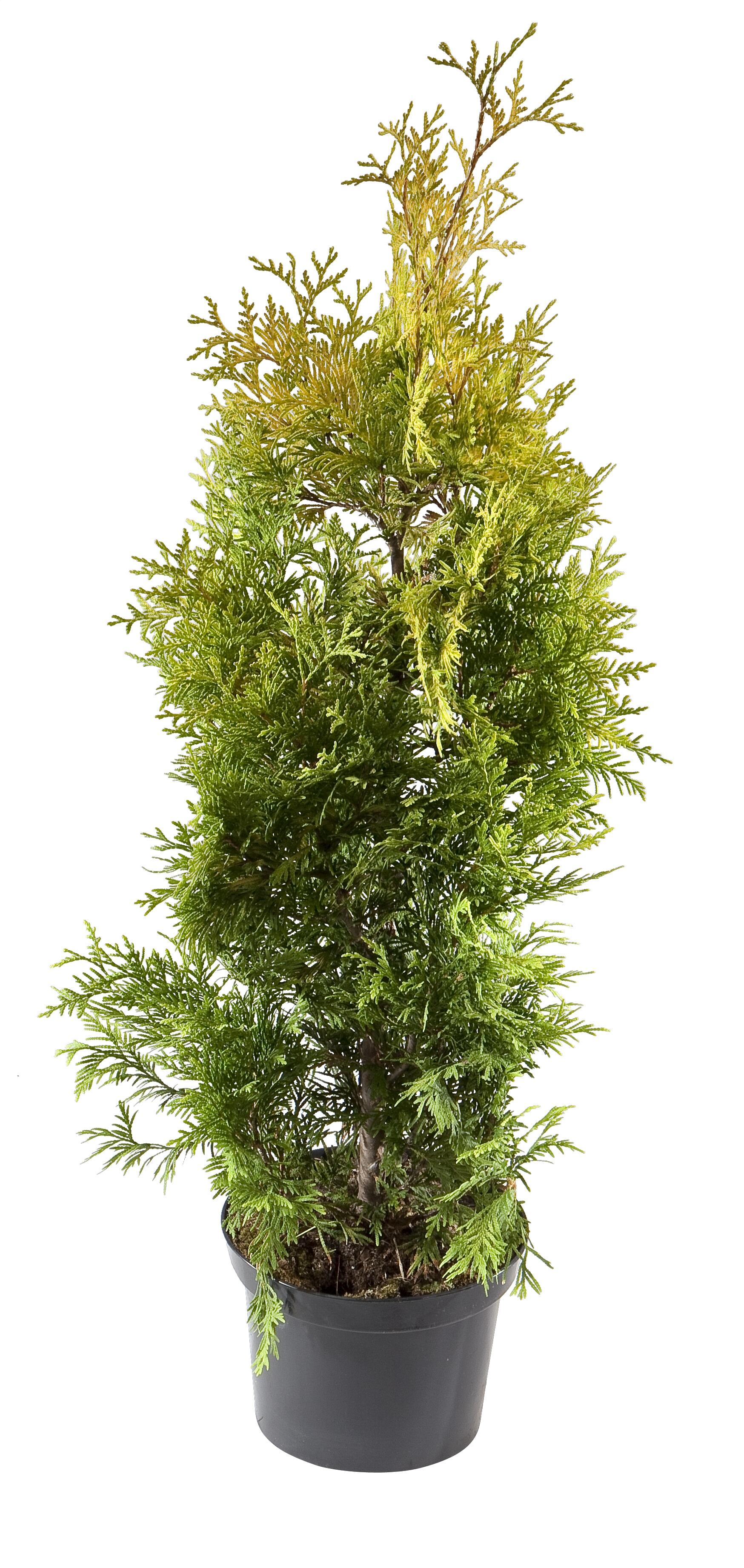 Tuja Żywotnik zachodni Yellow Ribbon 60-80 cm