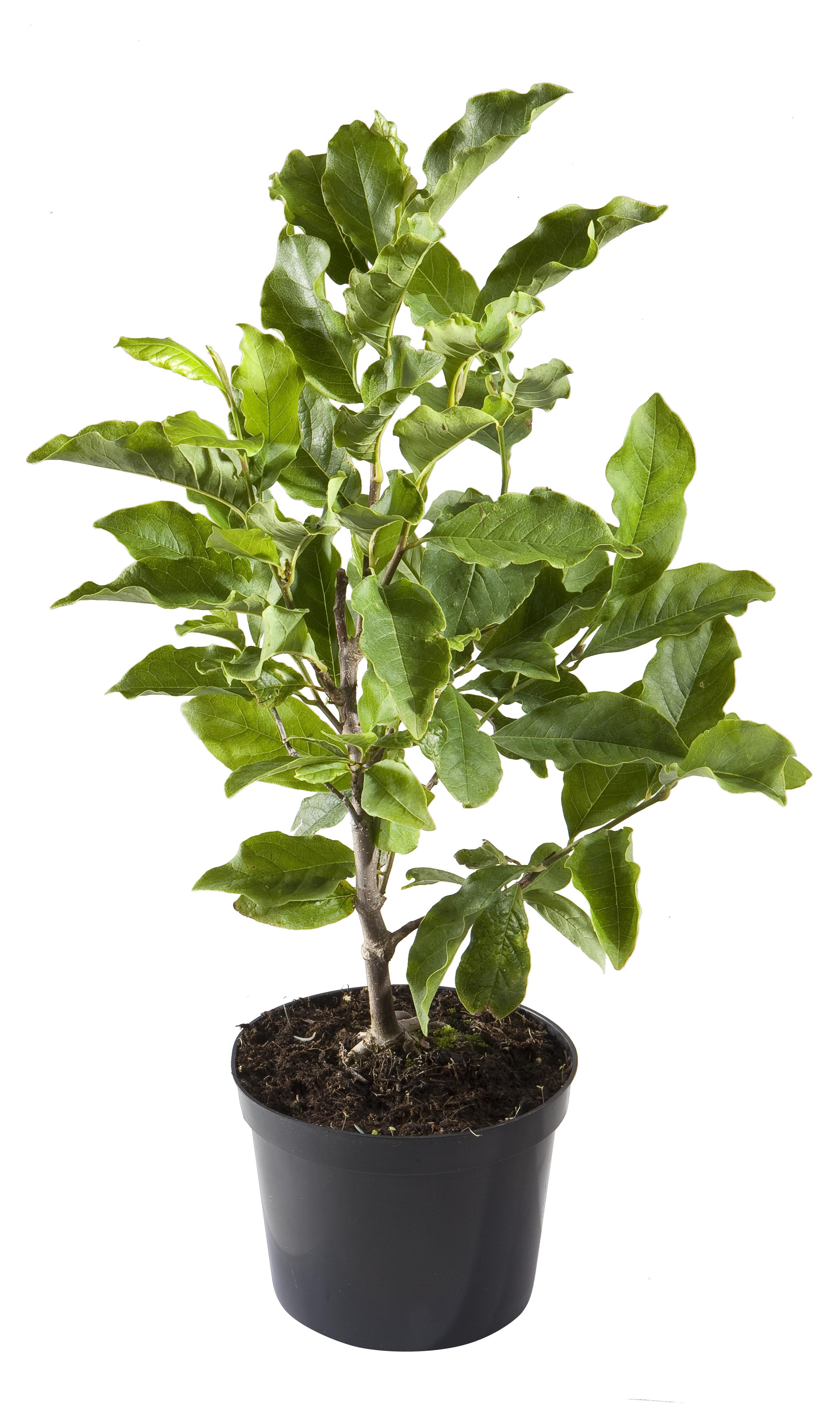 Magnolia mix 40-60 cm