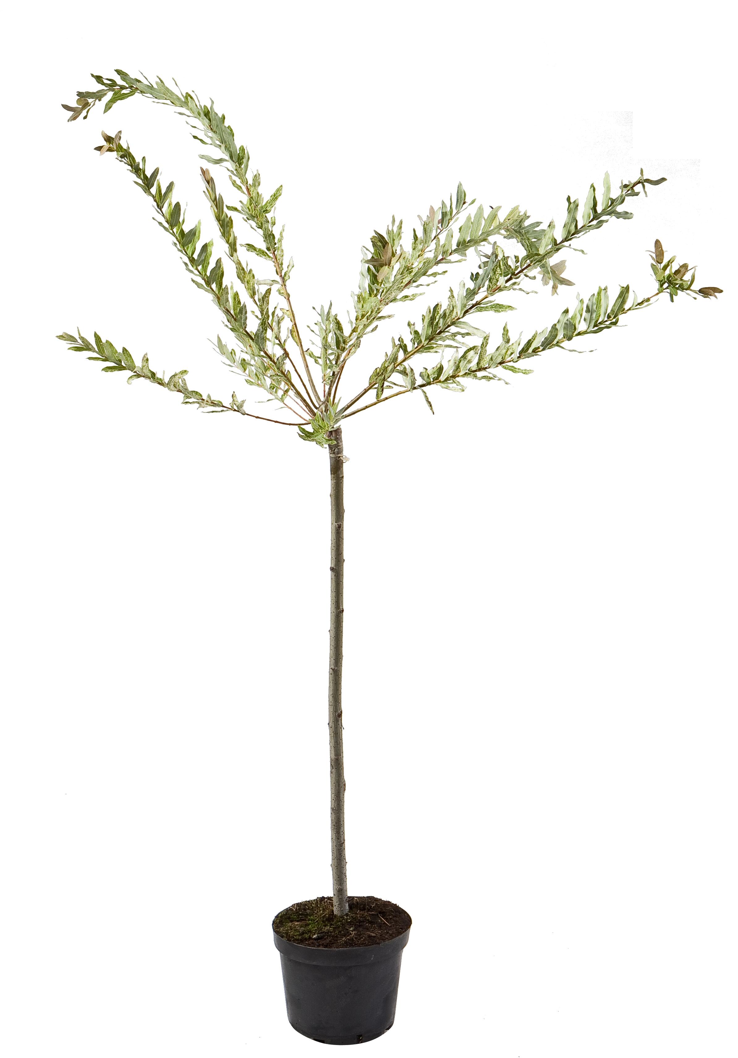 Wierzba całolistna Hakuro Nishiki 80 cm