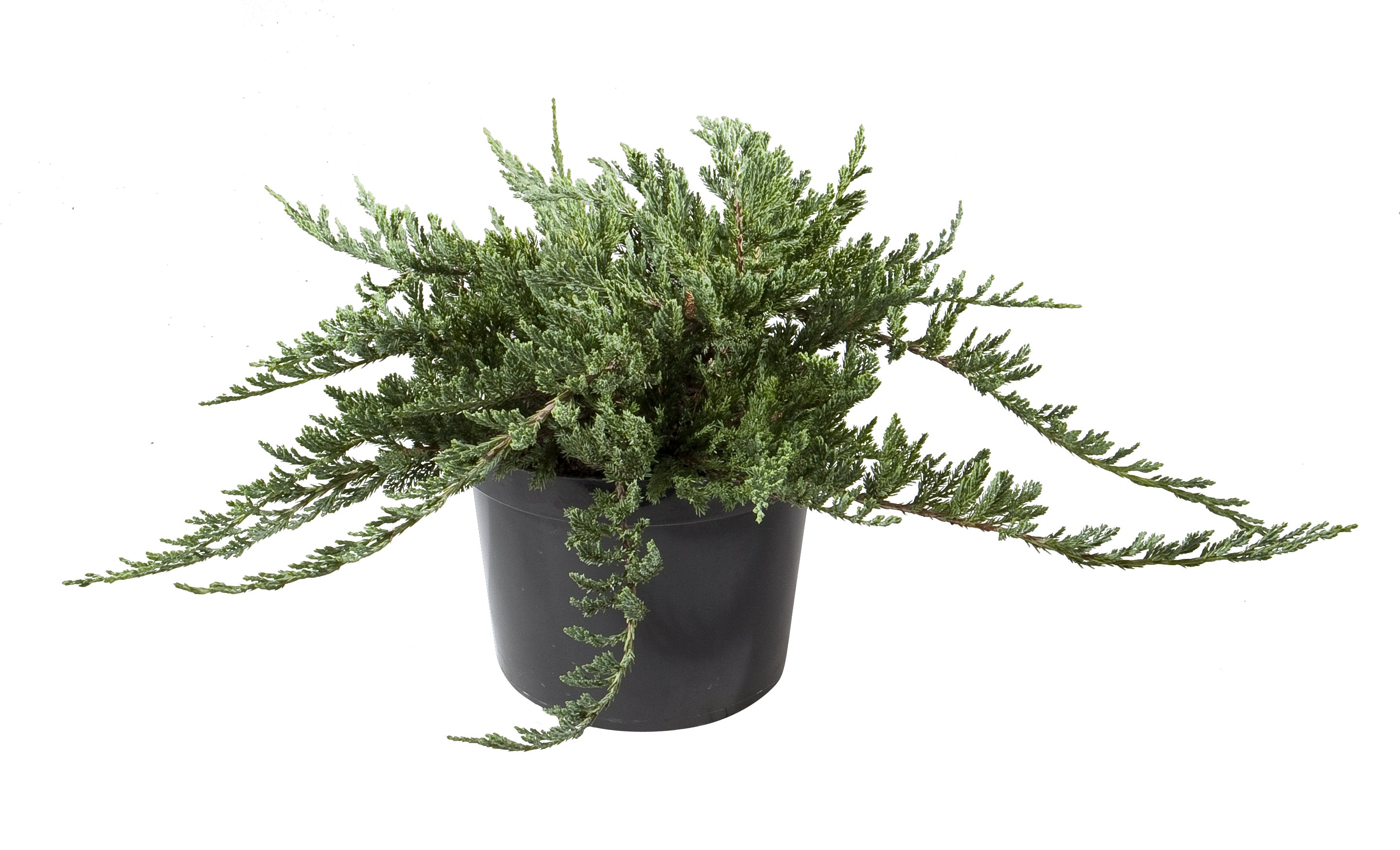 Jałowiec płożący Blue Chip 40-60 cm