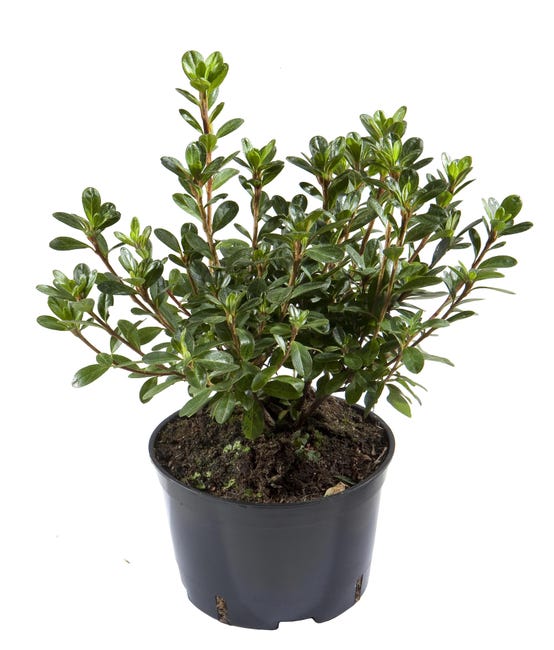 Azalia japonska mix 20 35 cm 42680176