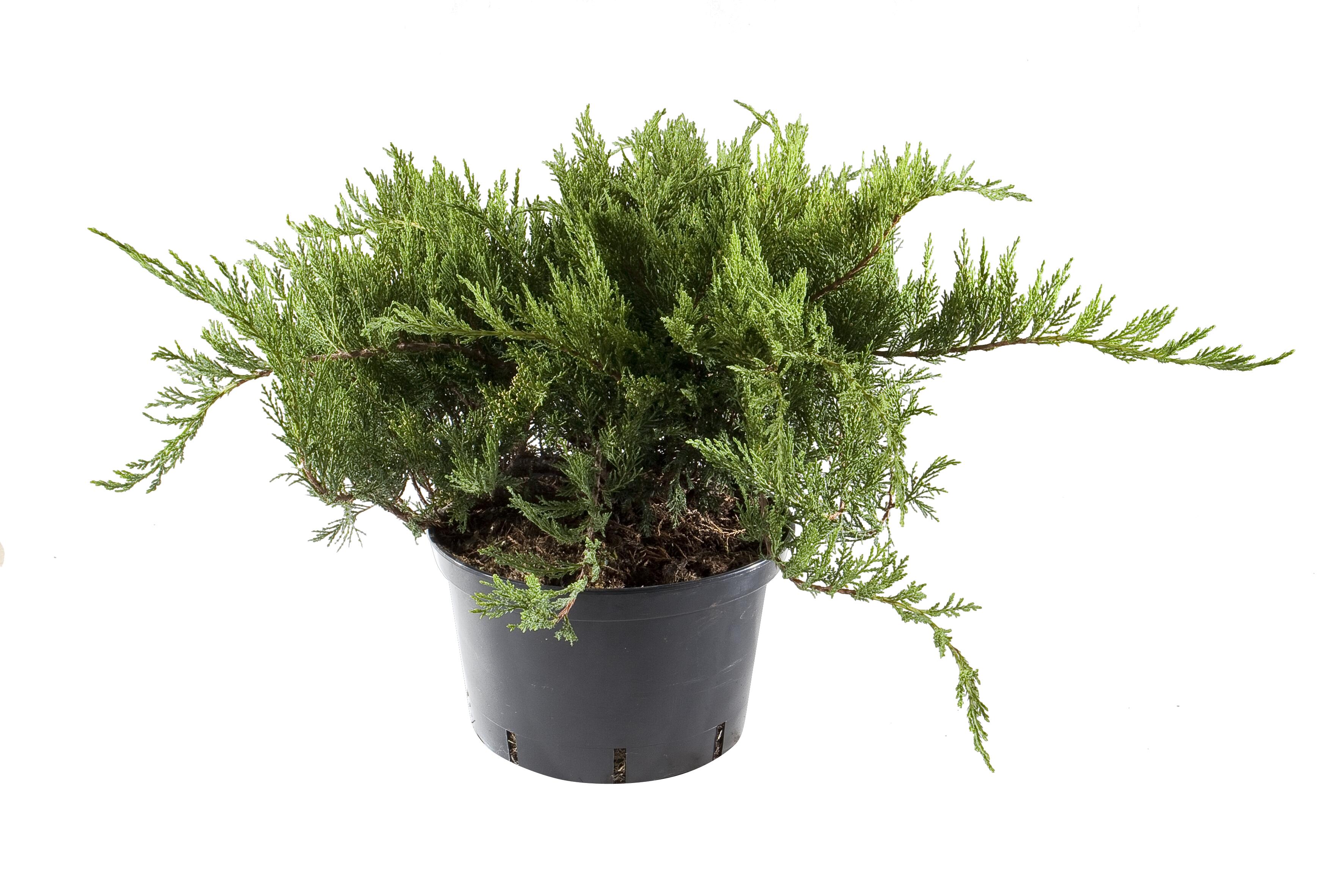 Jałowiec sabiński Tamariscifolia 40-60 cm