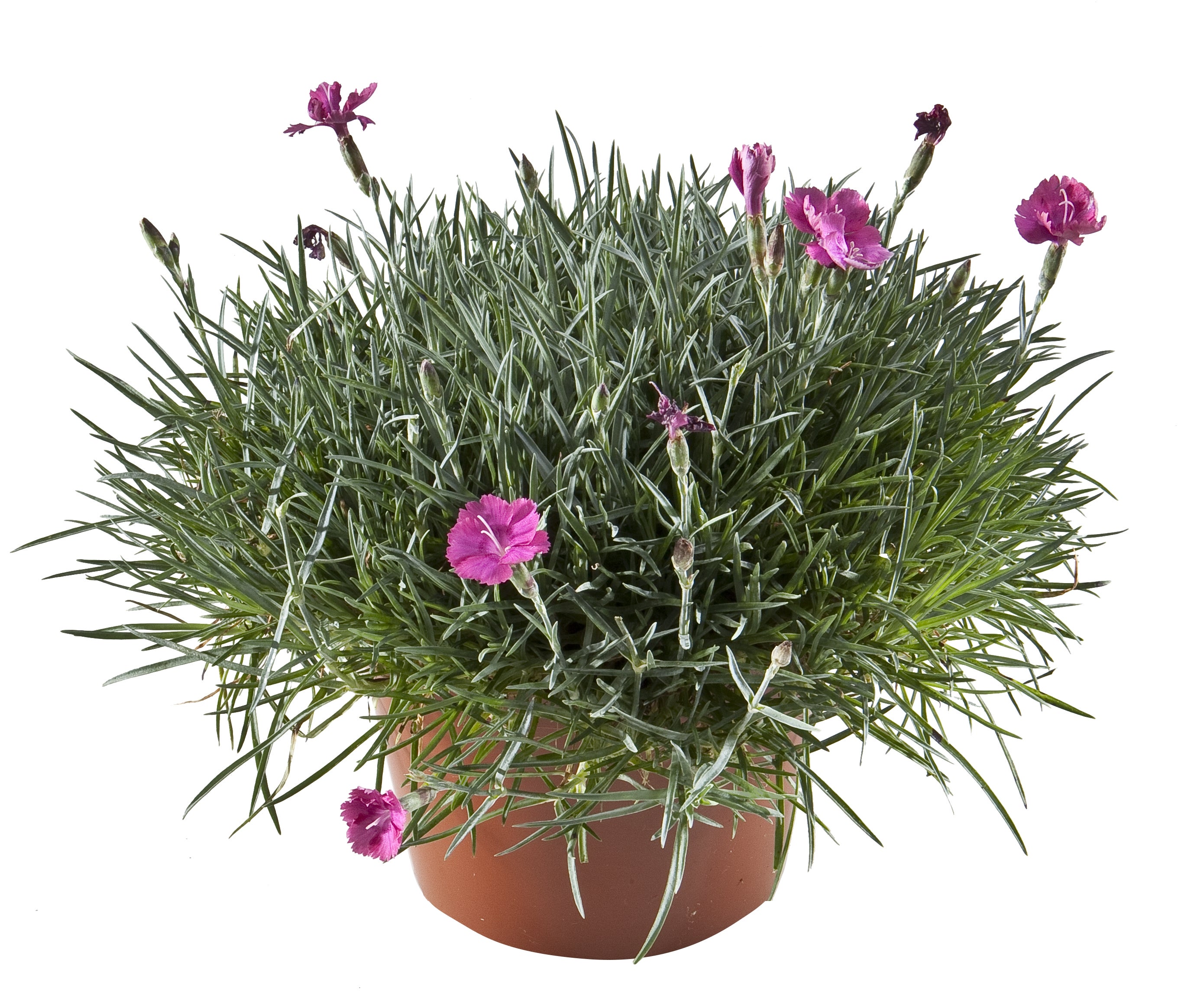 Goździk ogrodowy 20-30 cm