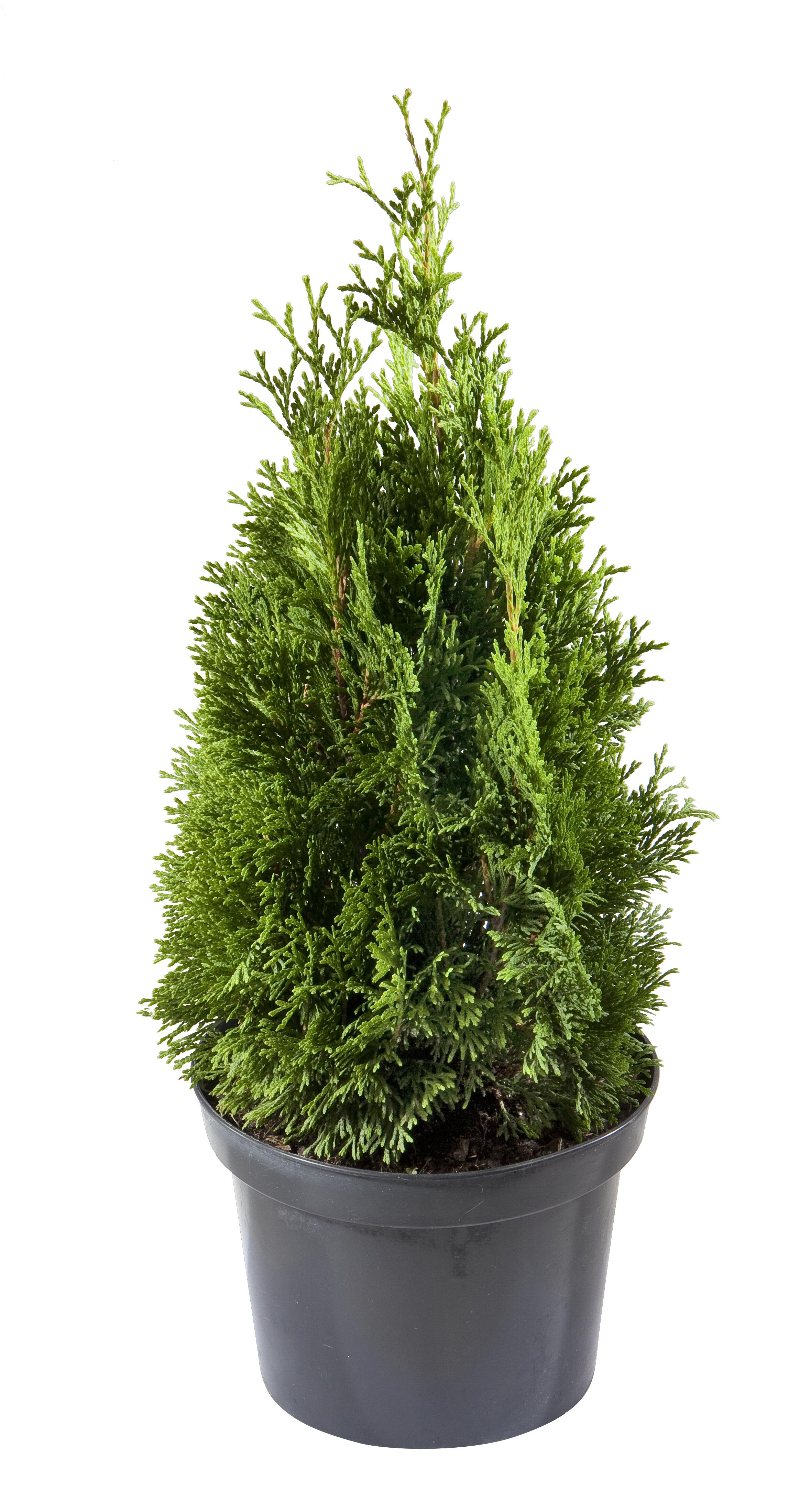Tuja Żywotnik zachodni Miky 20-25 cm