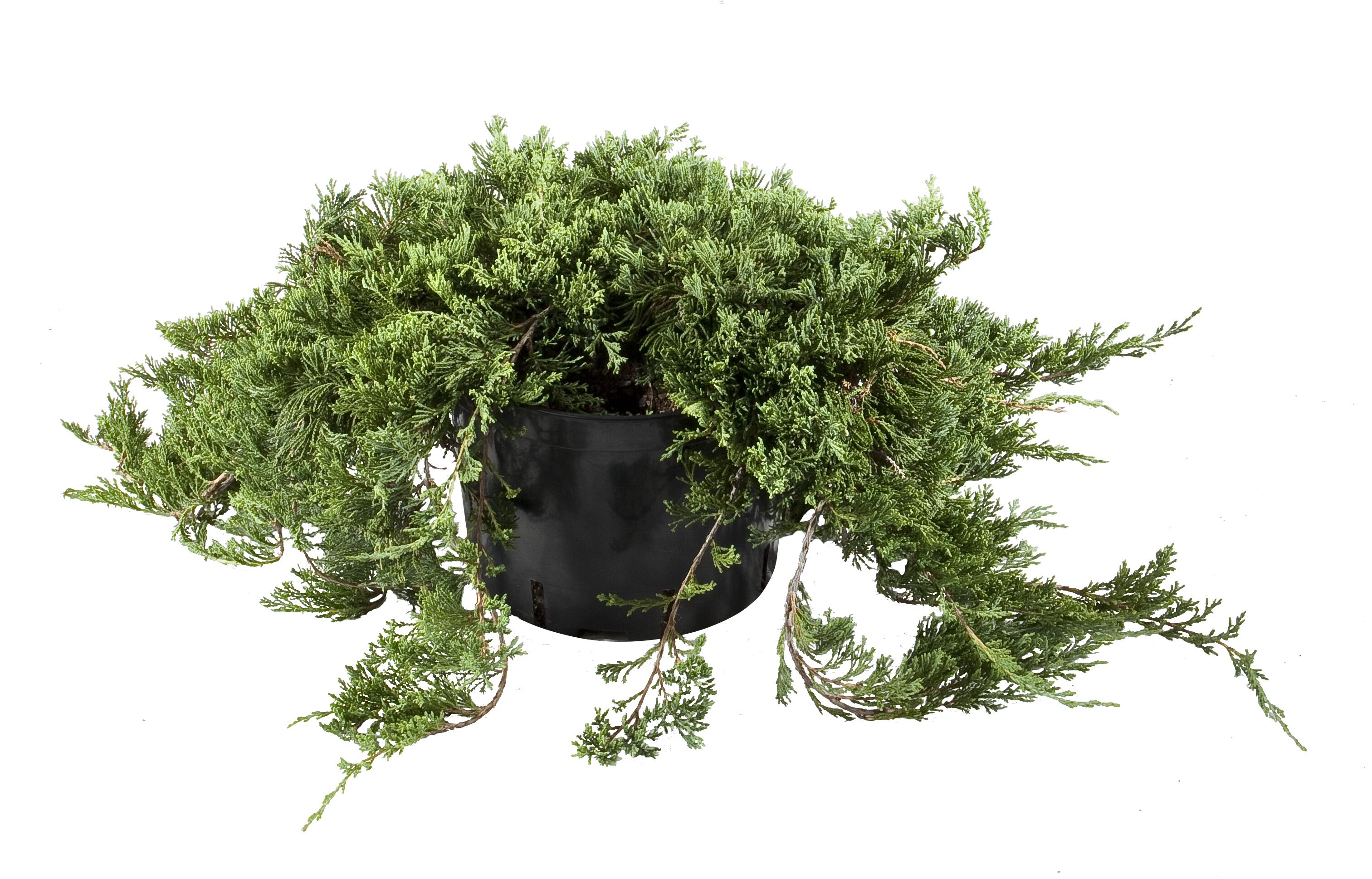 Jałowiec w odmianach 30-60 cm